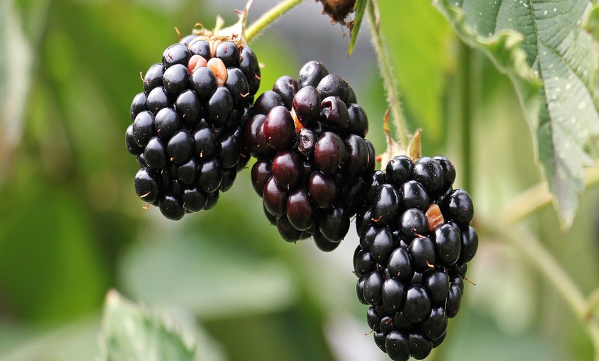 Image 4: Plantas de frutas europeas y asiáticas