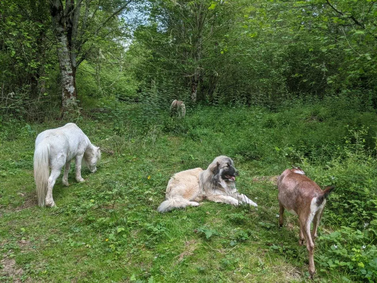 Discover The Healing Farm's Petting Zoo Admission for Two or Four, with up to 30% off, including educational experiences - Primary Image