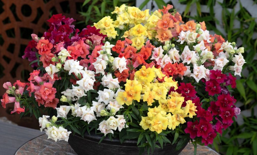 Image 4: 15 Mixed Garden Ready Summer Bedding Plant Collection