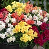 Image 4: 15 Mixed Garden Ready Summer Bedding Plant Collection