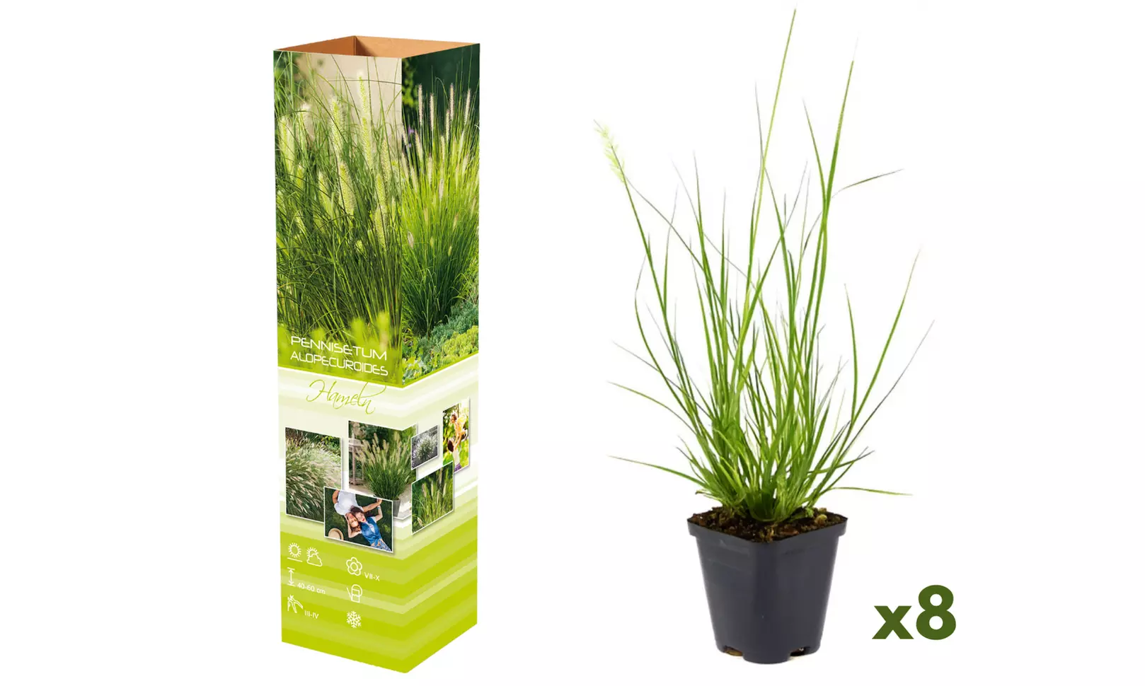 Set van 4 of 8 Lampenpoetsergras planten