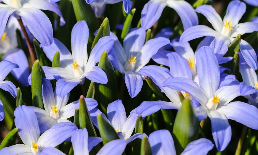 Image 3: Chionodoxa Lucilaea 'Glory of the Snow' Spring Flowering Bulbs