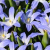 Image 3: Chionodoxa Lucilaea 'Glory of the Snow' Spring Flowering Bulbs