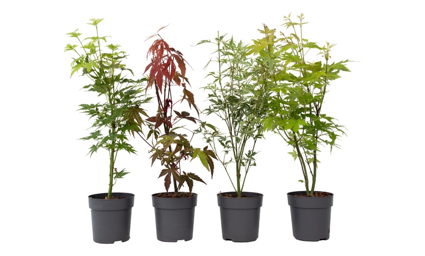 Image 4: 1x oder 2x 4er-Set Japanischer Ahorn
