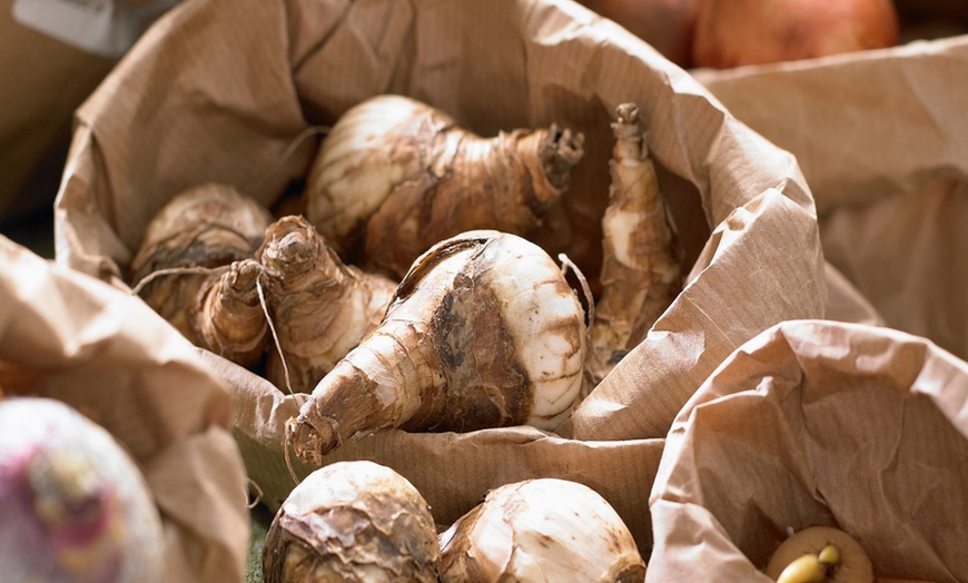 Image 6: Set van 25 kleurrijke bloembollen mix