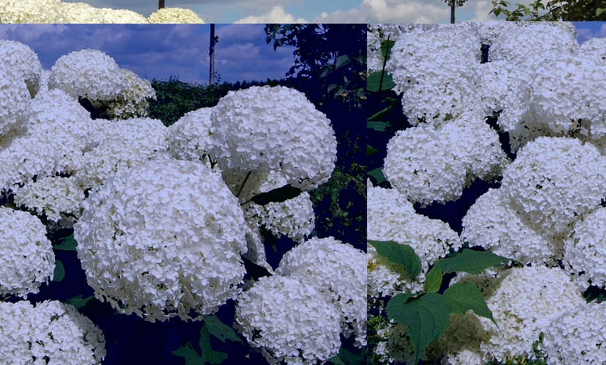 Image 1: 1, 2 of 3 sterke Annabelle Hortensia