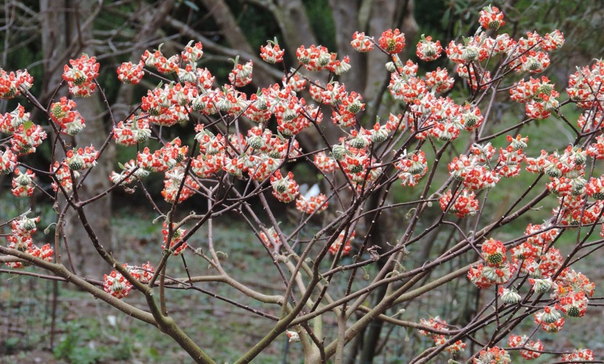 Image 1: Plante Edgeworthia Red Dragon