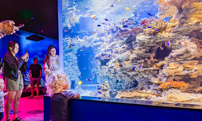 Discover the Wonder of the Ocean at Birch Aquarium