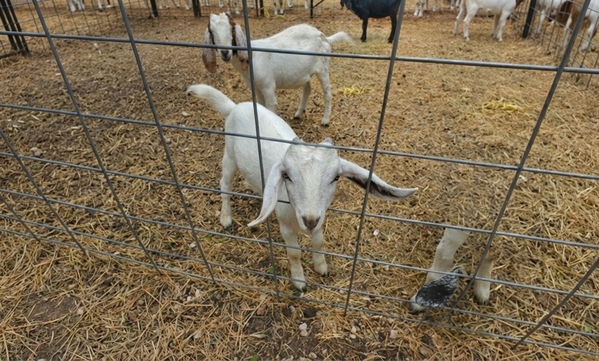 Image 6: Family Farm Experiences with Animal Encounters in San Antonio