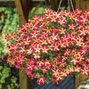 Image 1: 5 or 10 Petunia Amore Queen of Hearts Plug Plants