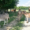 Image 2: Safari Park Passes with Drive Through and Walk Through Access