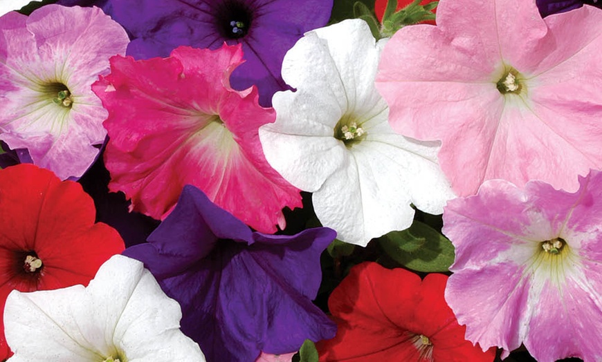 Image 2: Pack of Two Preplanted Petunia 'Wave' Mix Rattan Hanging Baskets