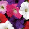Image 2: Pack of Two Preplanted Petunia 'Wave' Mix Rattan Hanging Baskets