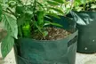 7/10 Gallon Potato Grow Bags Side Window Vegetable Grow Bags - Second Medium