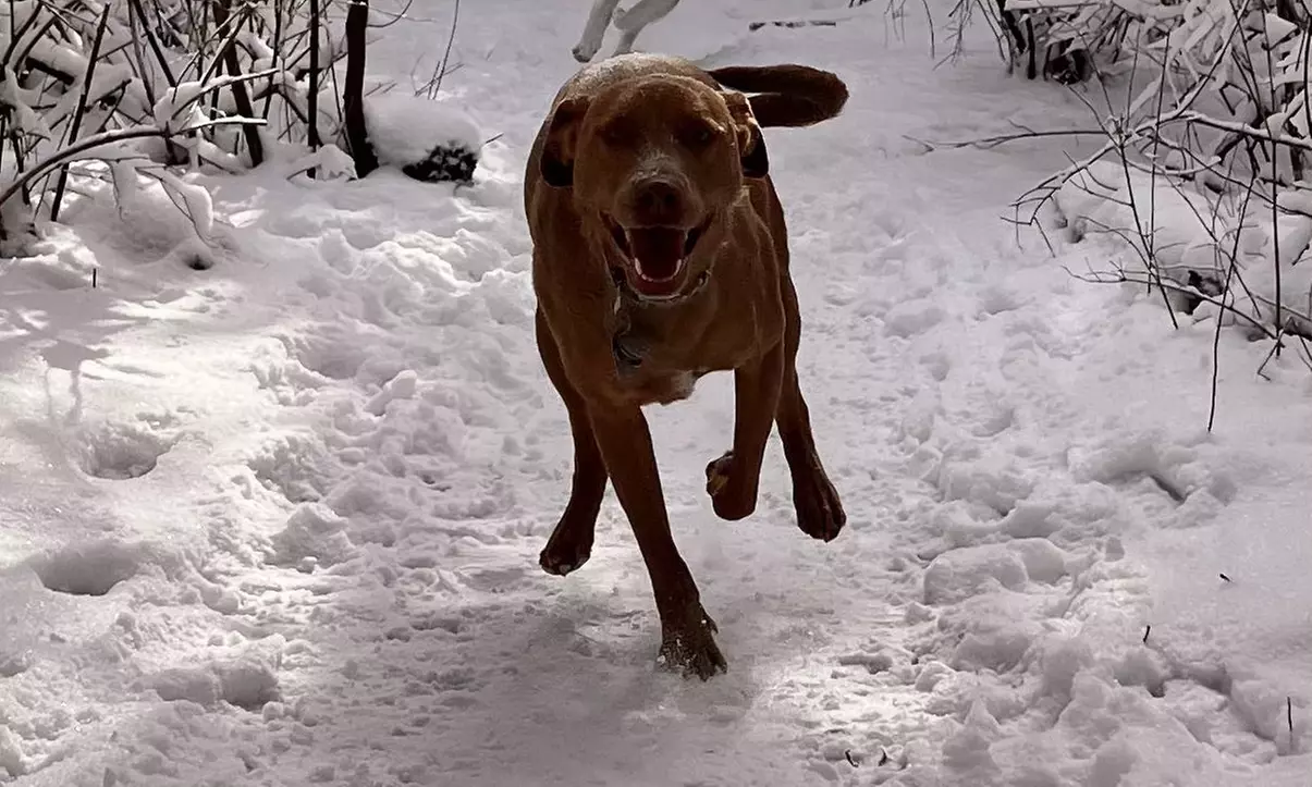 Enjoy a 30-Minute One or Three Dog Walk For One or Two Dogs