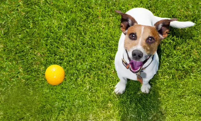 Khan Education offers Training for Animal Care / Diploma in Dog Behavior (Up to 40% Off) - Second Medium