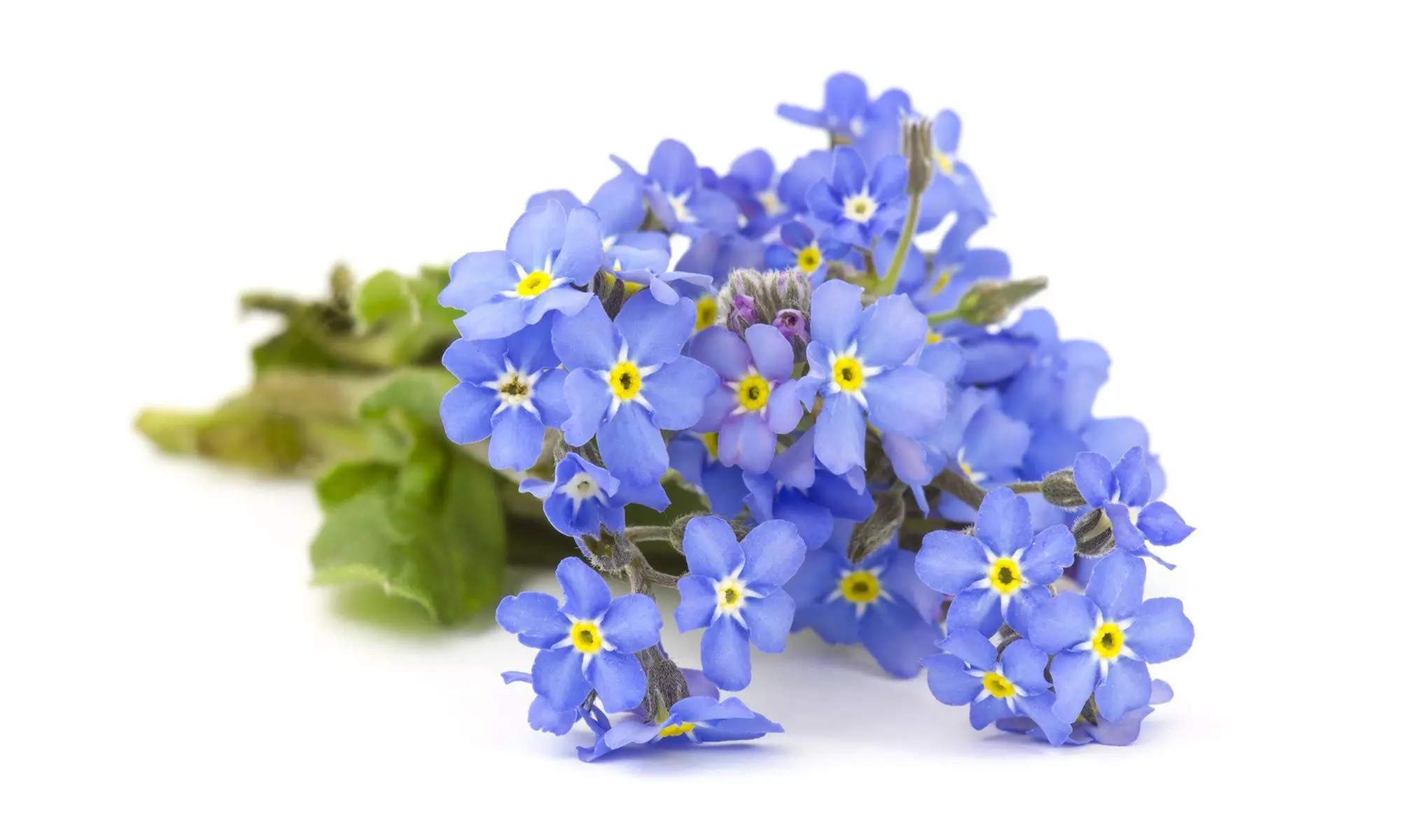 Forget Me Not Flower Seeds (1lb.) - Second Medium