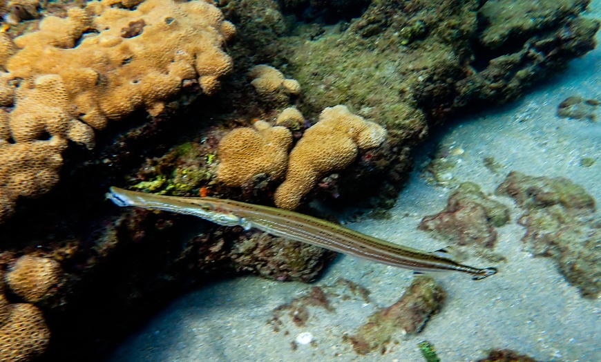 Image 11: 90-Minute Guided Snorkel Tour with Professional Photos for 1, 2, or 4