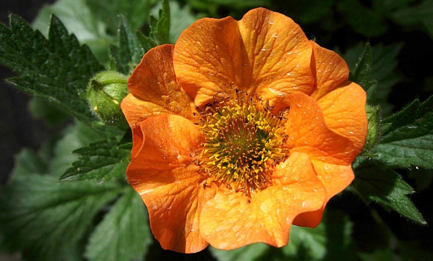 Image 3: Up to Three Geum 'Totally Tangerine' Potted Plants in 9cm Pot