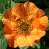 Image 3: Up to Three Geum 'Totally Tangerine' Potted Plants in 9cm Pot