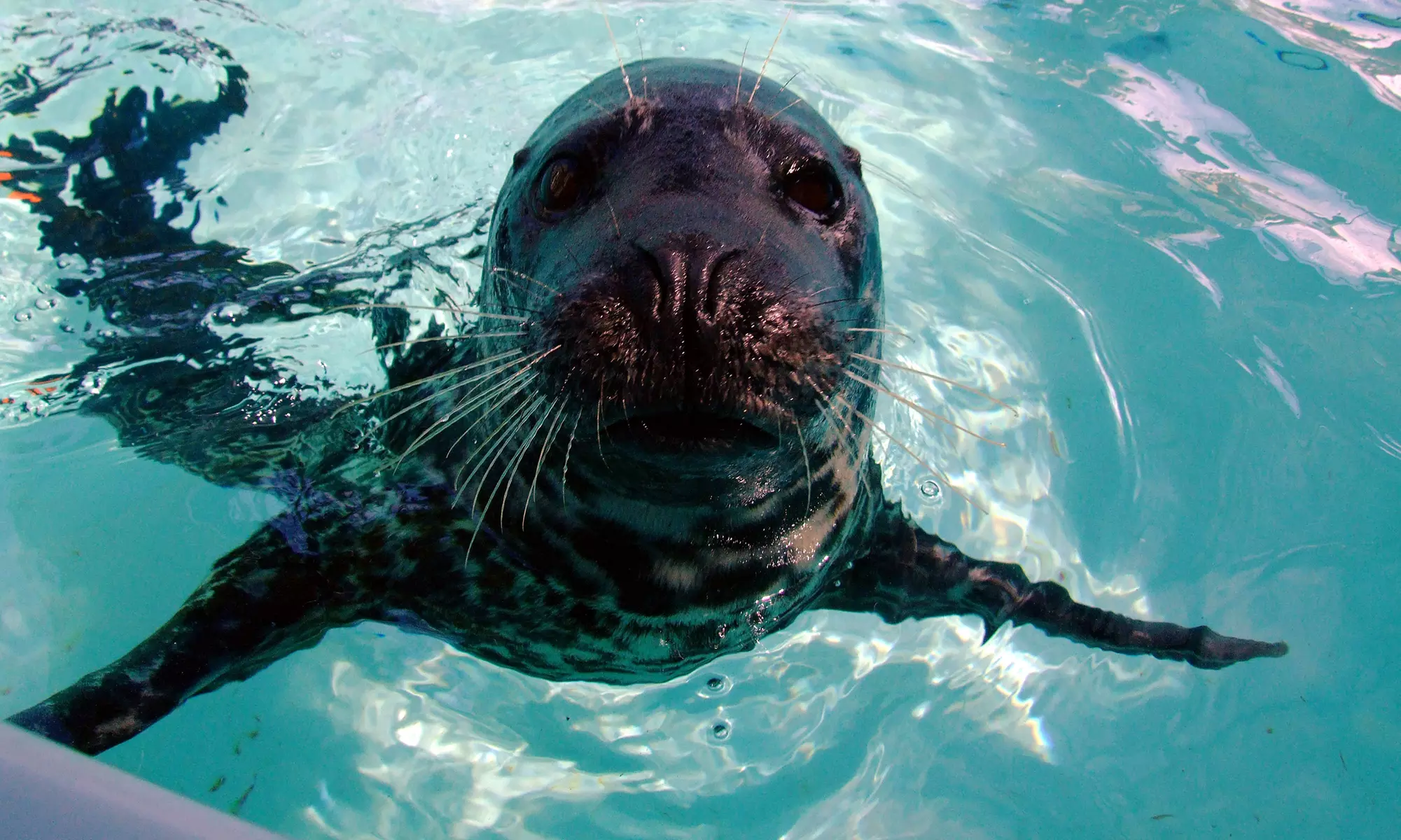Aquarium of the Pacific: Admission for All Ages
