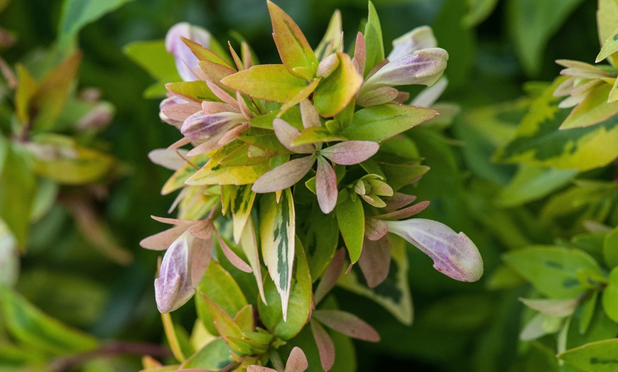 Image 2: Up To Three Fragrant Shrub 'Abelia Kaleidoscope' Plants