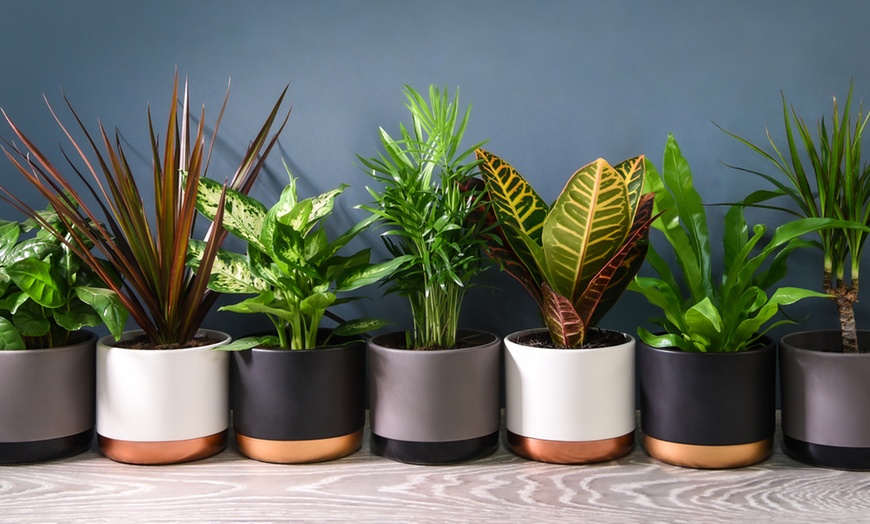 Image 2: Scandi Mixed Houseplant Collection - 3 or 6 Potted Plants