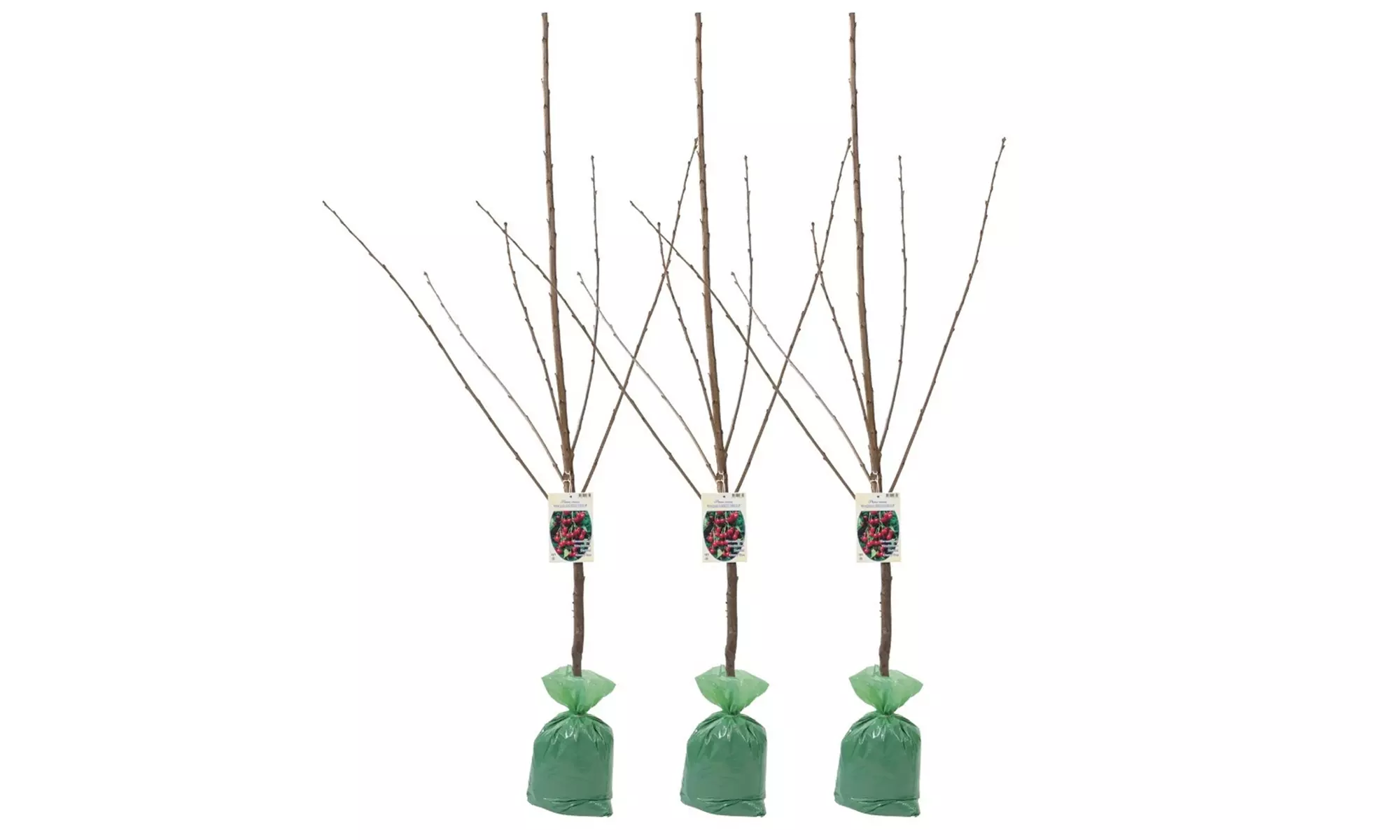 3x oder 5x Set Obstbäume
