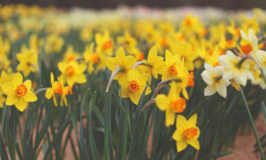 Image 8: Daffodil and Allium Bumper Bulb Collection - Up to 320 Bulbs