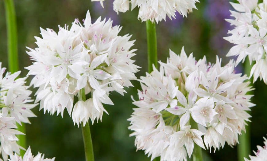 Image 1: 50 or 150 Allium 'Graceful Beauty' Spring Flowering Bulbs