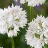 Image 1: 50 or 150 Allium 'Graceful Beauty' Spring Flowering Bulbs