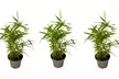 3x oder 6x Schwarzer Bambus (Fargesia nitida 'Black Dragon') - Second Medium