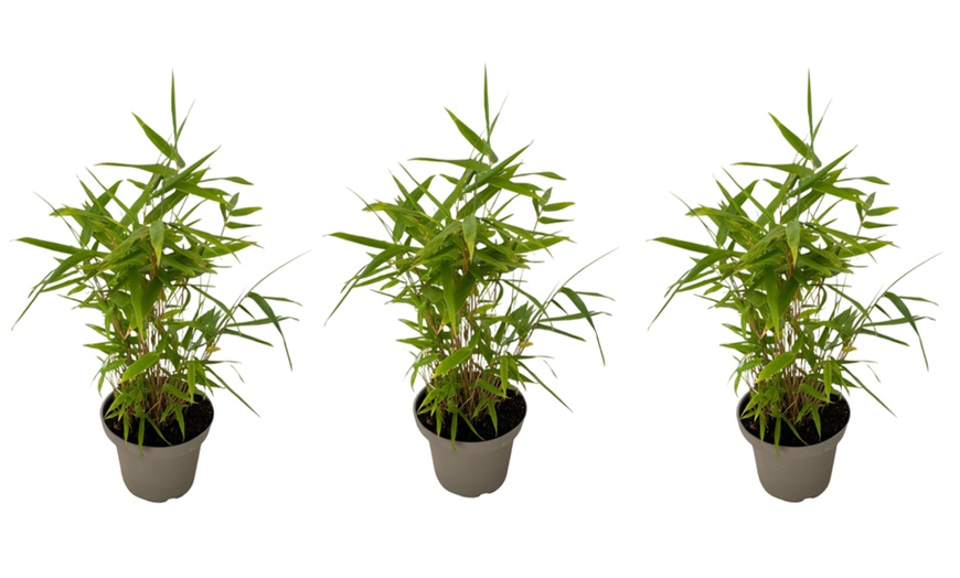 Image 4: 3x oder 6x Schwarzer Bambus (Fargesia nitida 'Black Dragon')