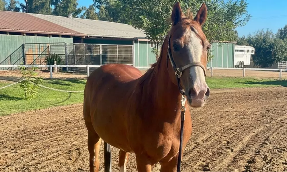 Intro to Horses and Riding - Scenic Views and Confidence in Herald, CA