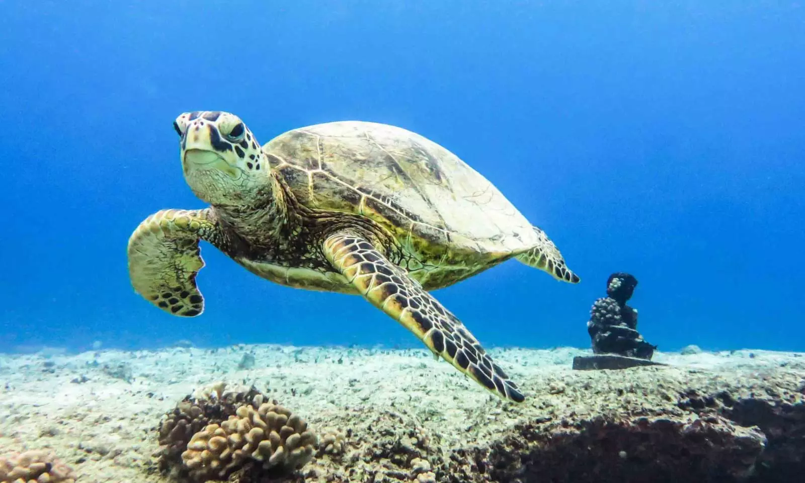 Dive In: Snorkel with Turtles Tour in Oahu’s Pristine Waters