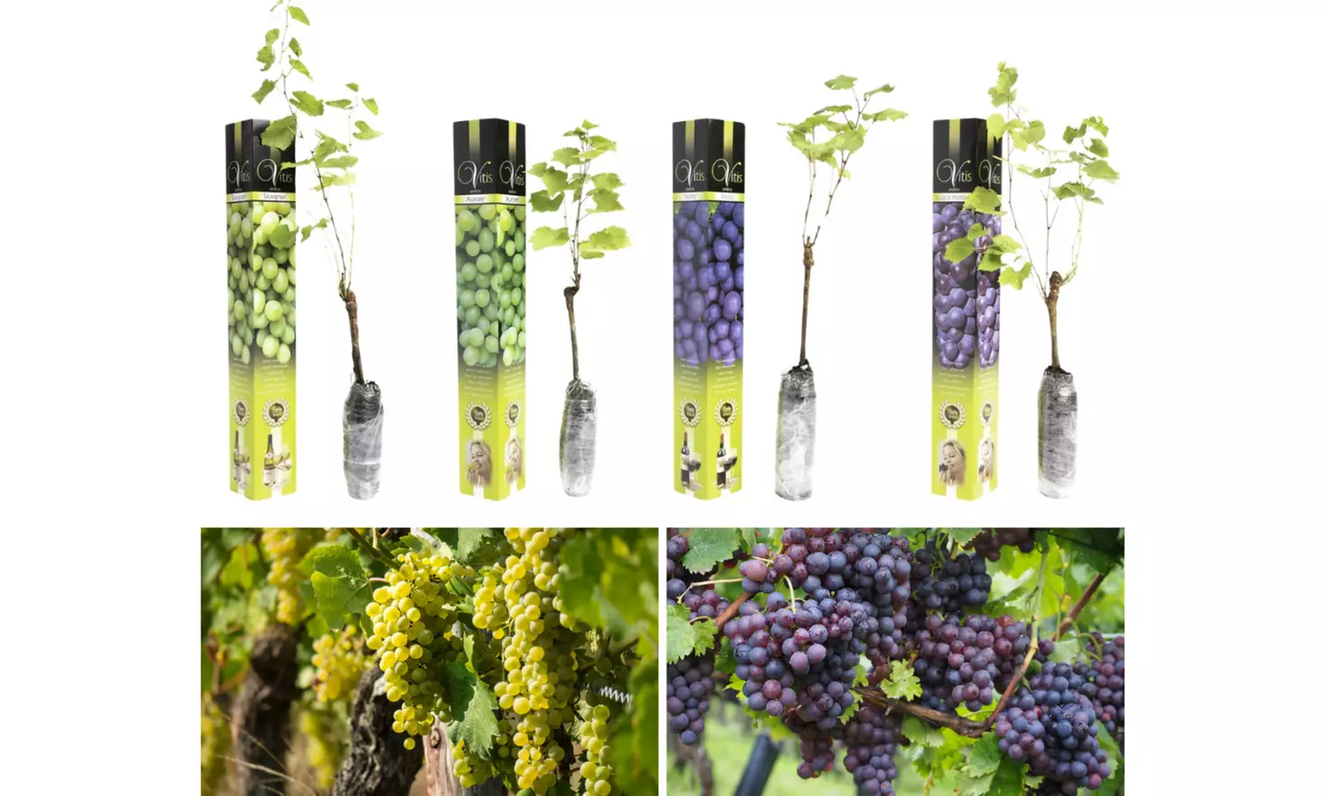 Set de 2 Plantas de Uva