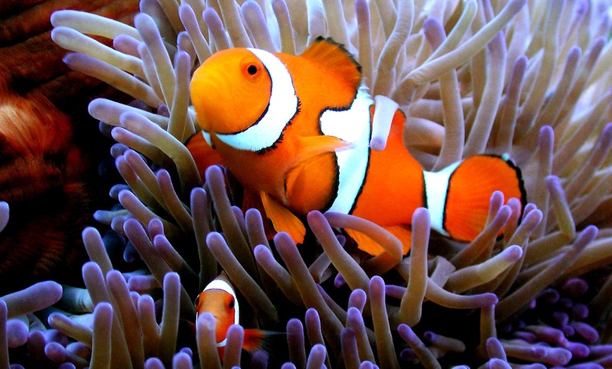 Image 7: ✈ Cairns: 5-Night Getaway at Rydges Cairns with Daily Breakfast