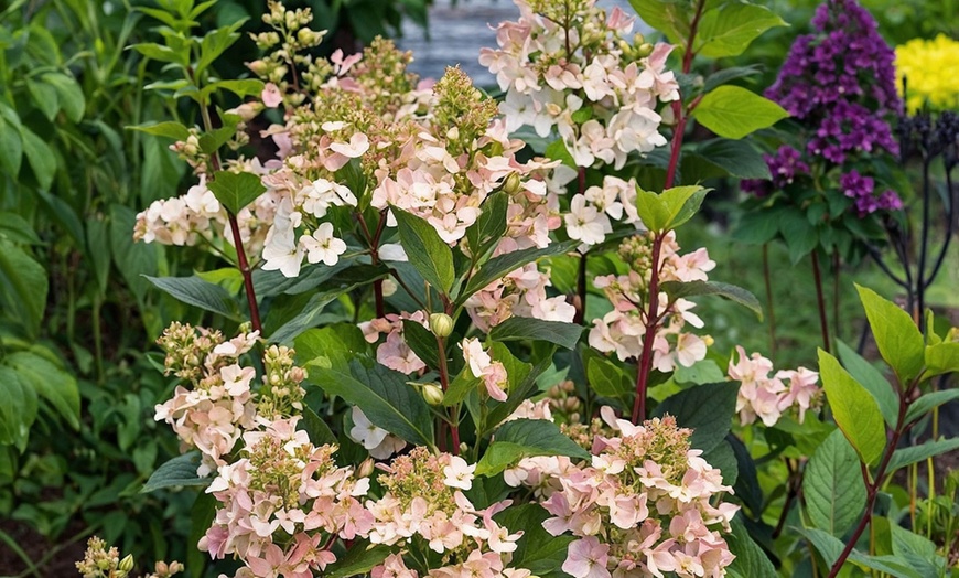 Image 6: Lot de 2 Hortensias: Candlelight, Early Harry, Magic Pillow