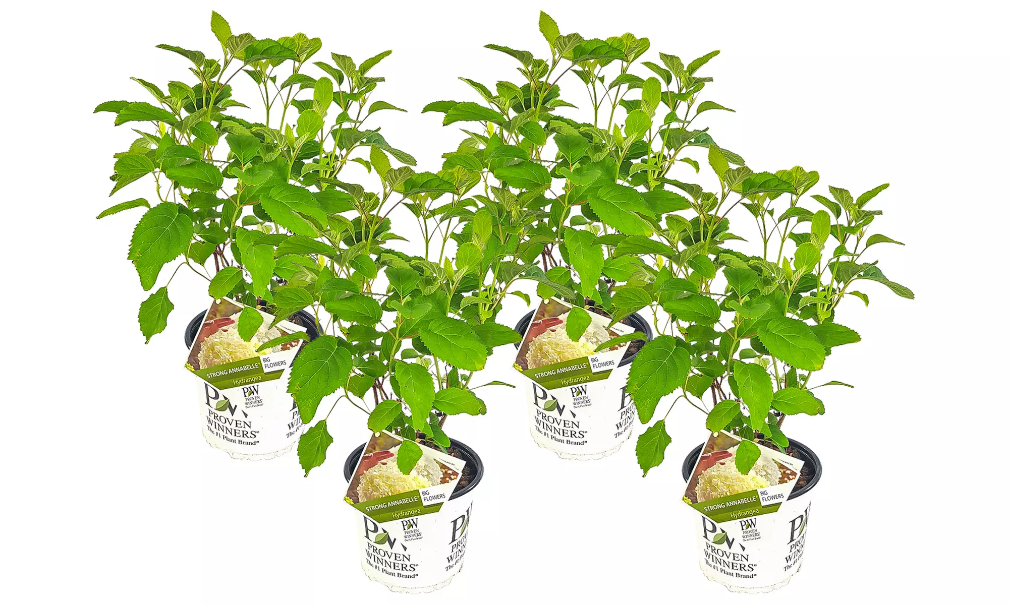 1x, 2x oder 4x Hortensie Strong Annabelle