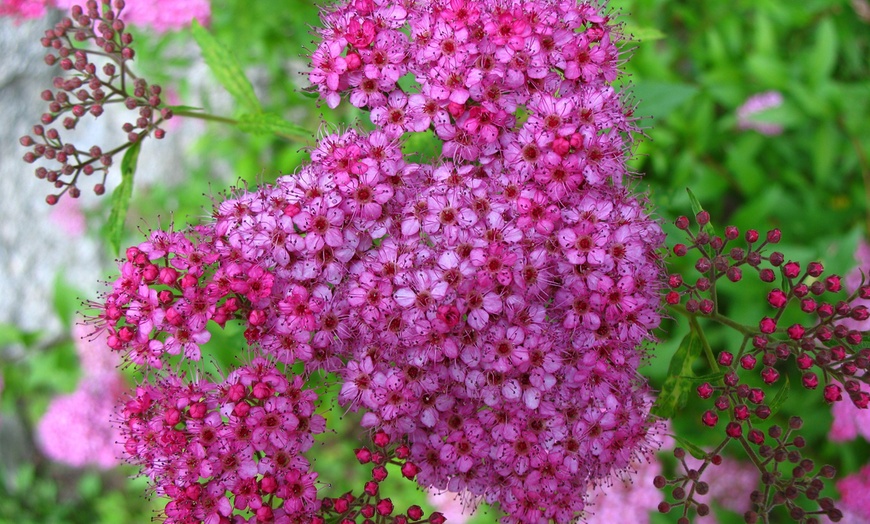 Image 1: Spiraea Collection