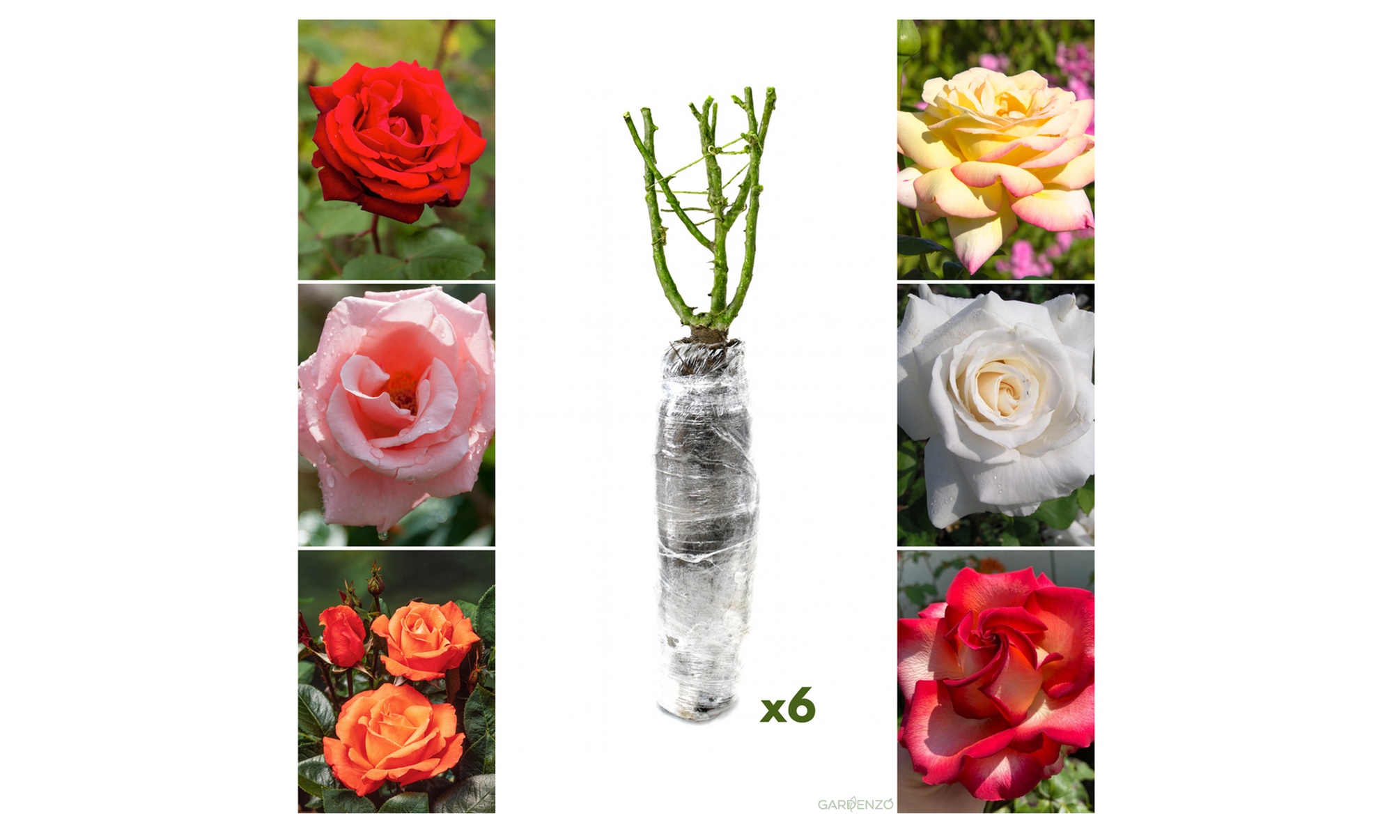 Set de rosales de flores grandes y colores vibrantes