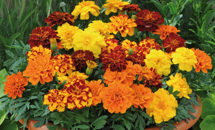 Image 3: 30 Packs of Warm Summer Glow Collection Garden-Ready Plants