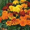 Image 3: 30 Packs of Warm Summer Glow Collection Garden-Ready Plants