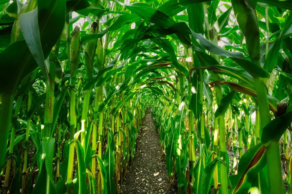 BEE KIND Corn Maze Adventure at Twins BBQ Co