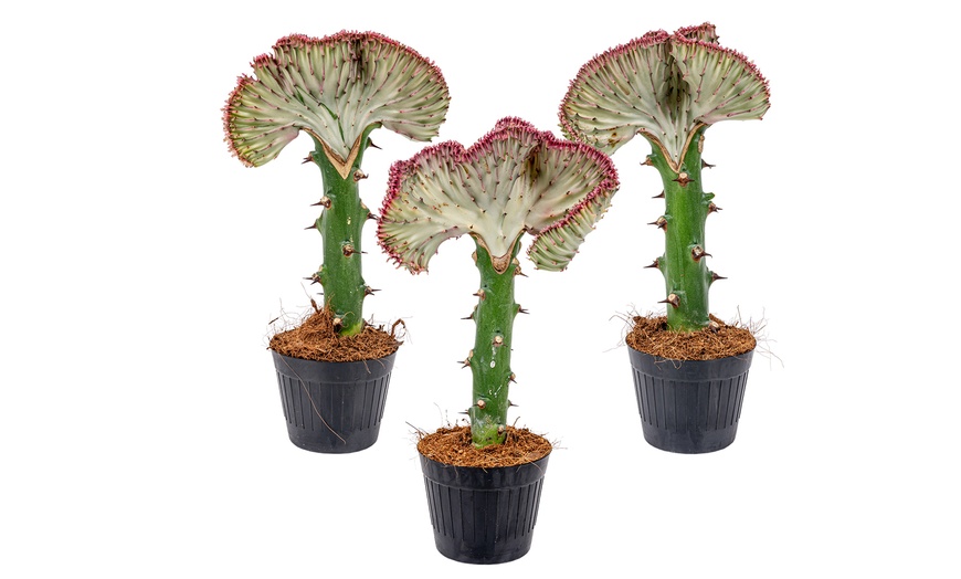 Image 5: Cactus Euphorbia Lactea