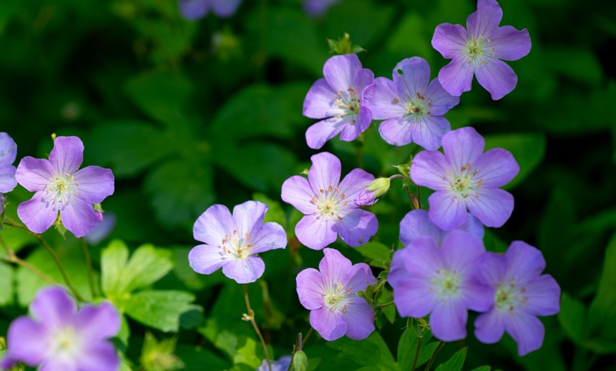 Image 4: Pack de bordure NatureNest 'Rosie'