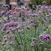 Image 9: Up to 72 Hardy Mixed Perennial Plants