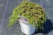 Red Creeping Thyme - Vibrant Flowering Groundcover, Hardy & Drought-Tolerant, Aromatic, Outdoor Plants Free Shipping (Up to 15% Off) - Second Medium