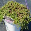 Image 2: Red Creeping Thyme Plant with Free Shipping (Up to 24% Off)