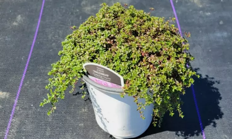 Red Creeping Thyme Plant with Free Shipping (Up to 24% Off)